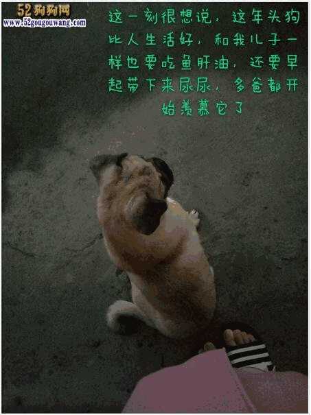 巴哥犬好养吗,八哥犬到底好不好养(巴哥犬和八哥犬有区别吗)