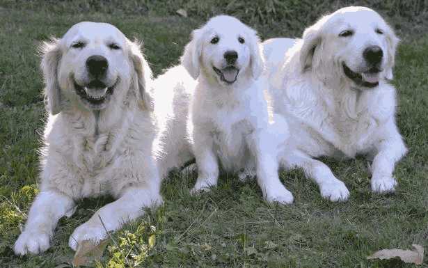 怎样挑选一只好的金毛幼犬(如何挑选金毛犬)