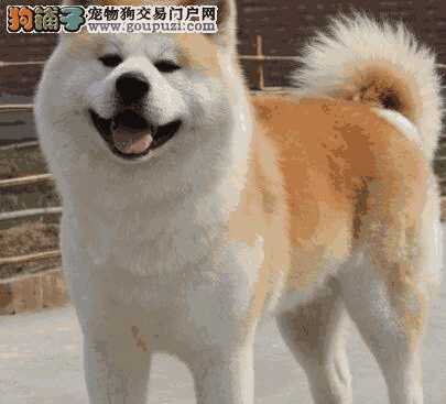 秋田犬容易生病吗(田园犬感冒有什么症状有哪些)