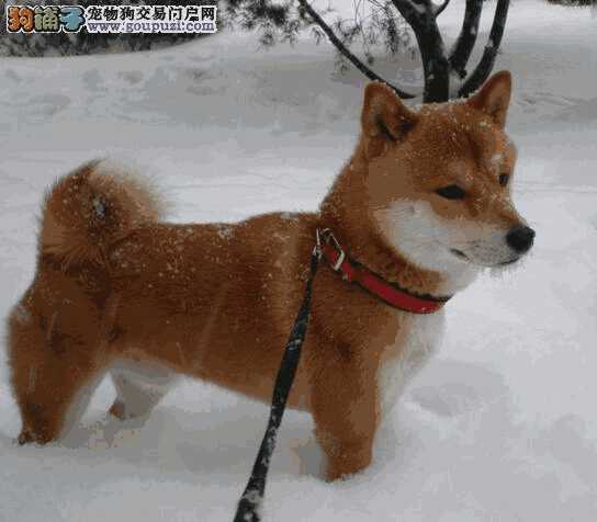 柴犬喜欢玩什么玩具(柴犬喜欢什么样的玩具)