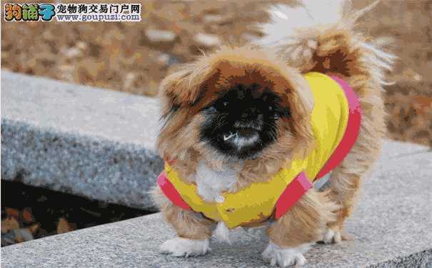 京巴犬容易得什么病(犬糖尿病的诊断和治疗方法)