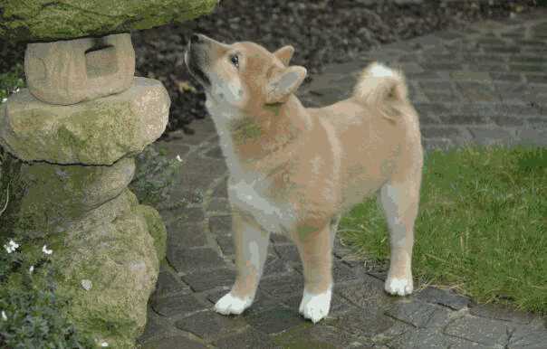 柴犬憨憨图片(一只普通柴犬)