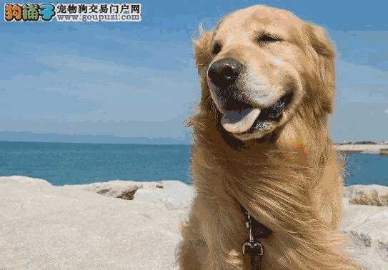 饲养金毛犬的注意事项(饲养金毛犬知识)