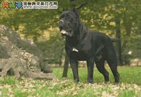 卡斯罗犬饲养注意事项(卡斯罗犬喂养方法)