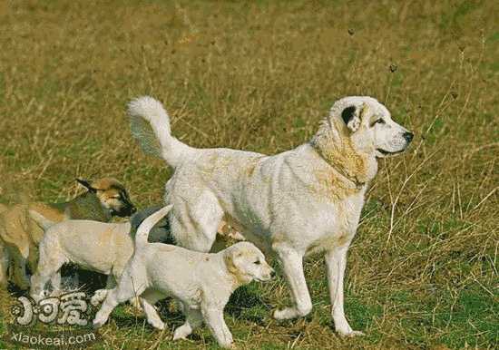 安纳托利亚牧羊犬和坎高犬区别(安纳托利亚牧羊犬性格)