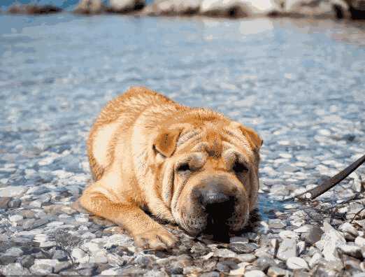 巴哥犬跟沙皮有什么区别(巴哥是沙皮狗吗)