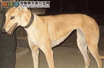 格力犬胆子小如何改变(养格力犬应该注意什么)