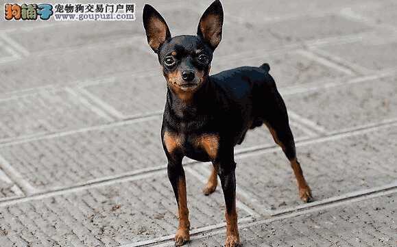 小鹿犬性格特点(小鹿犬性格温顺吗)