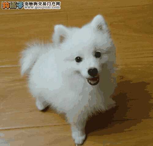 银狐犬的缺点(银狐犬的优缺点)