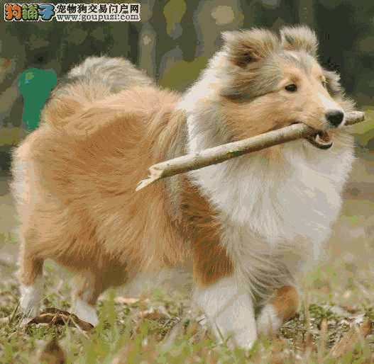 喜乐蒂牧羊犬的优点和缺点(喜乐蒂牧羊犬多大)