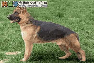 德国牧羊犬有什么特点(德国牧羊犬的性格与特点)