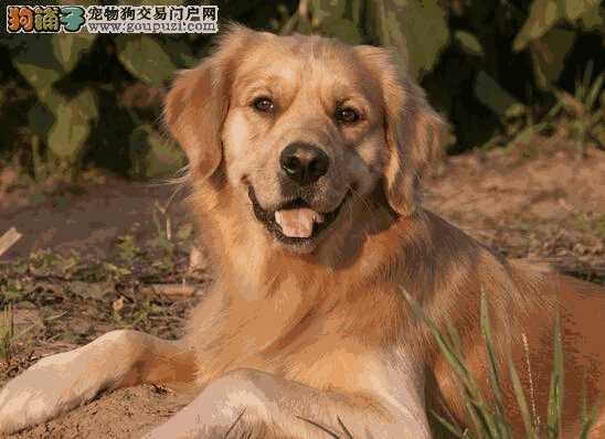 金毛用什么驱虫药好(金毛幼犬驱虫药哪种好)