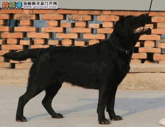 拉布拉多犬有什么特征(拉布拉多幼犬的特征)