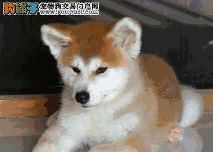 秋田犬拉肚子怎么办(2个月的秋田犬一般几斤)