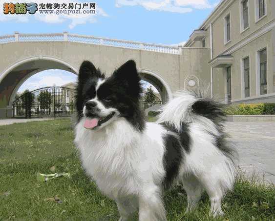 蝴蝶犬的外貌特征(蝴蝶犬性格)