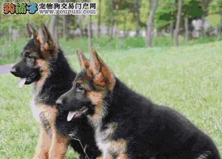 德国牧羊犬好养吗(养德国牧羊犬需要注意什么)