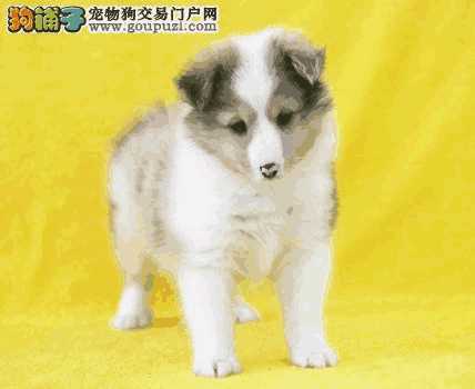 喜乐蒂犬的优缺点(喜乐蒂是小型犬么)