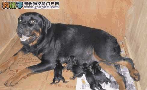 怎么选罗威纳幼犬(罗威纳犬饲养注意什么)