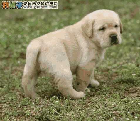 如何区分金毛和拉布拉多幼犬(金毛犬与拉布拉多犬的区别)