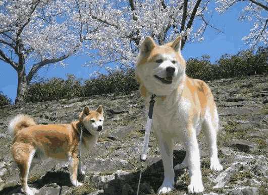 柴犬和秋田犬怎么区分(小秋田犬和柴犬怎么分别)