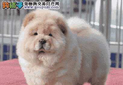 松狮犬为什么禁养(松狮犬缺点)