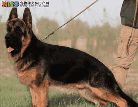 德国牧羊犬有什么特点(德国牧羊犬的性格与特点)