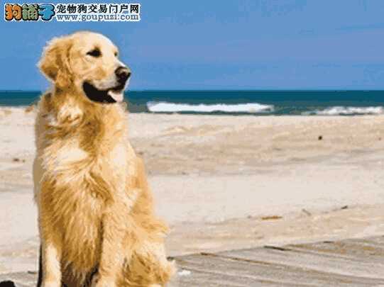 金毛幼犬呕吐是怎么回事(金毛犬呕吐怎么办)