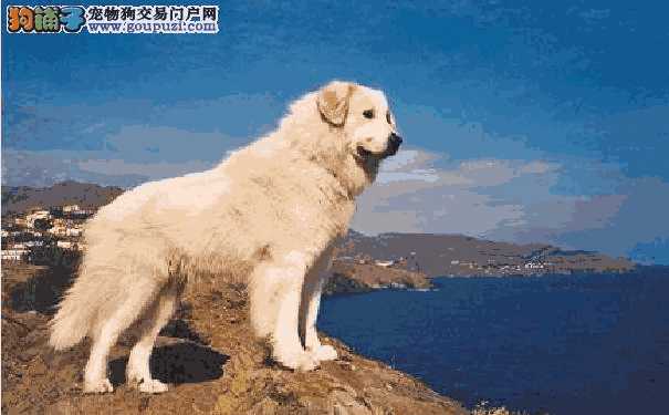 中亚牧羊犬和哈萨克牧羊犬(中亚牧羊犬百度百科)