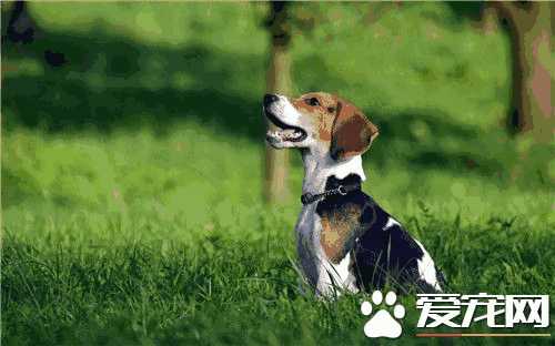 比格犬能长多大(比格犬体长)