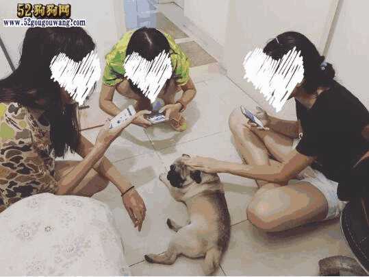 巴哥犬好养吗,八哥犬到底好不好养(巴哥犬和八哥犬有区别吗)