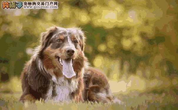 澳洲牧羊犬和边境牧羊犬(澳洲边境牧羊犬)