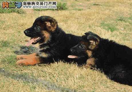 德国牧羊犬幼犬怎么识别纯不纯(怎么看德国牧羊犬是不是纯种)