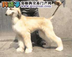 阿富汗猎犬吃什么狗粮好(2个月的阿拉斯加吃多少狗粮)