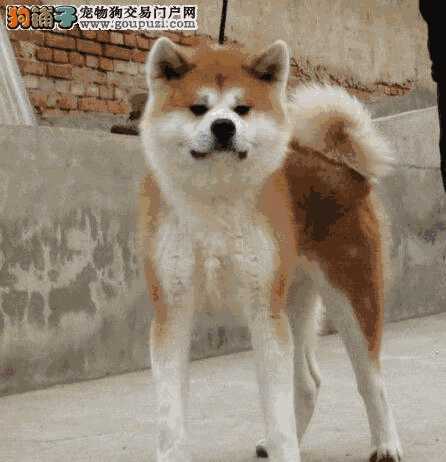 怎么训练秋田犬大小便(秋田犬幼犬怎么喂养)