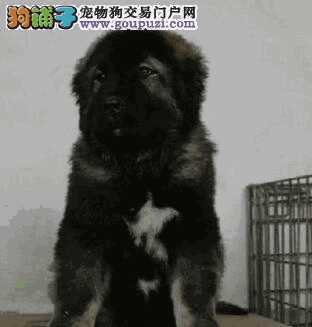 高加索犬怎么喂养(高加索幼犬怎么喂养)