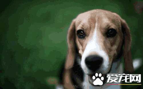 比格犬打架厉害吗(为什么不能打比格犬)