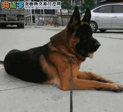 德牧幼犬感冒怎么治疗(小德牧感冒了怎么办)