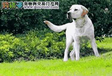 拉布拉多幼犬补钙(拉布拉多缺钙怎么补)