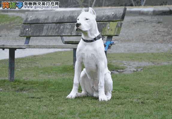 健康有约 杜高犬患上感冒的理疗方法