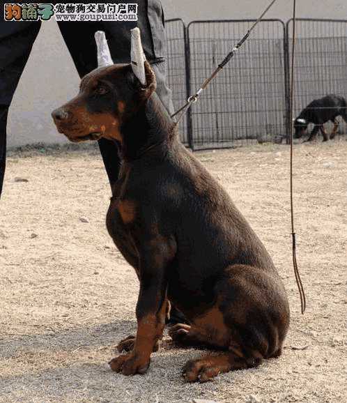 2个月幼犬打喷嚏流鼻涕(两个月狗狗流鼻涕打喷嚏)