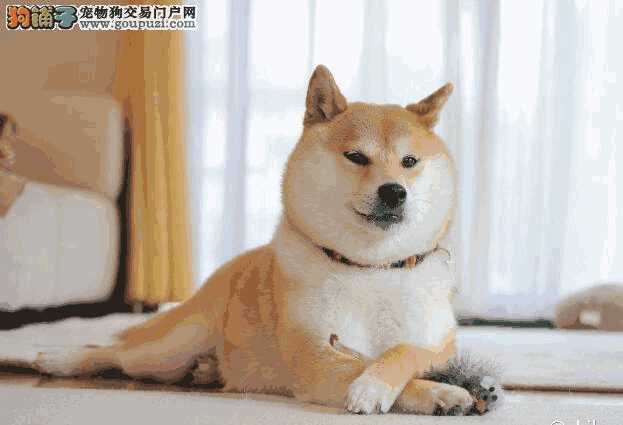 假期来临寄养柴犬前的准备工作包括哪些内容