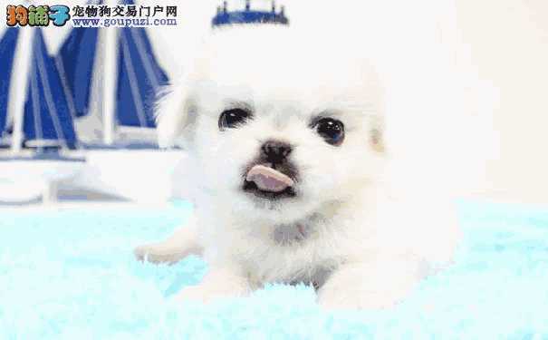 小京巴犬晚上一直叫怎么办(京巴犬为什么不叫)