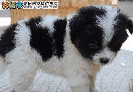 蝴蝶犬优缺点分析(蝴蝶犬幼犬怎么养)