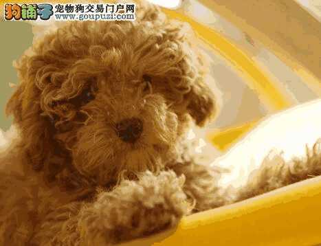 贵宾犬幼犬饲养的注意事项(贵宾犬几个月开始训练)