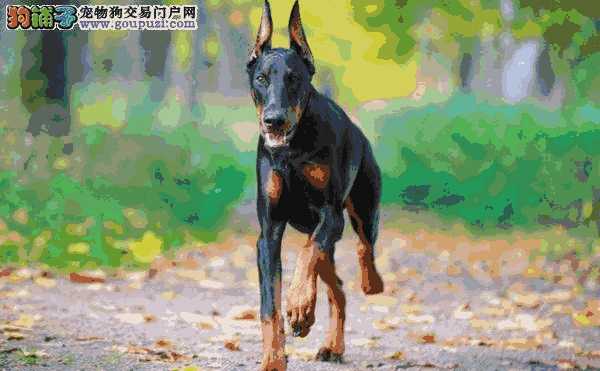 杜宾犬聪明吗(杜宾犬是警犬吗)