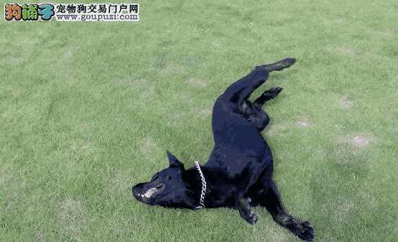 怎样挑选卡斯罗幼犬(卡斯罗犬优缺点)