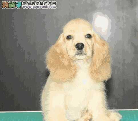 可卡犬眼睛红怎么回事(比熊犬嘴边的毛发红怎么回事)