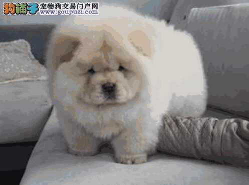 松狮犬的三大典型特征(松狮犬的特征)