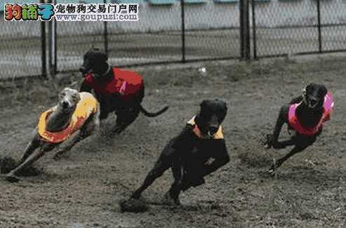 格力犬狗粮哪个好(格力犬吃什么牌子狗粮)