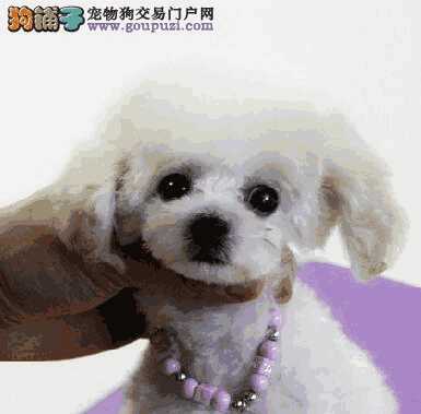 如何能买到一只品相好的贵宾犬(贵宾犬怎么选)